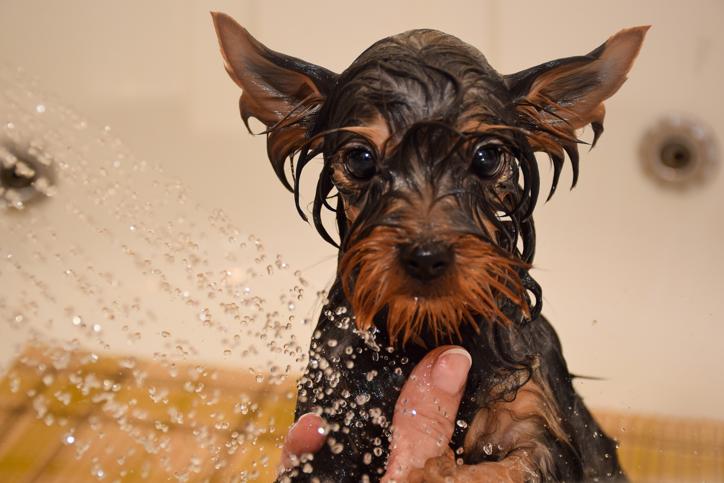 Dog in the bathroom at home. Puppy Yorkshire terrier takes a warm shower. Wet dog.; Shutterstock ID 1247622904; Purchase Order: B2C Com